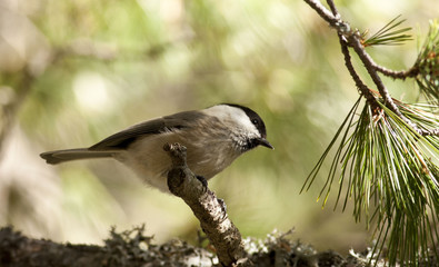 Willow Tit (Poecile montanus)