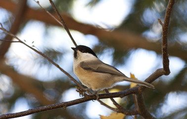 Willow Tit (Poecile montanus)