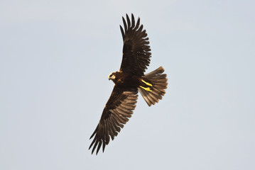 Western Marsh Harrier