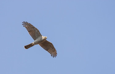 Flying hawk