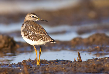 Wood sandpiper