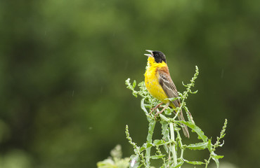 Black-headed Bunting on dark background