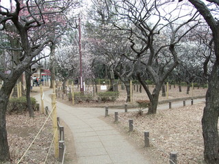 梅が咲く早春の羽根木公園（梅林）