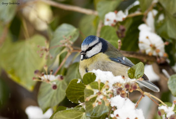 Obraz premium Blue Tit