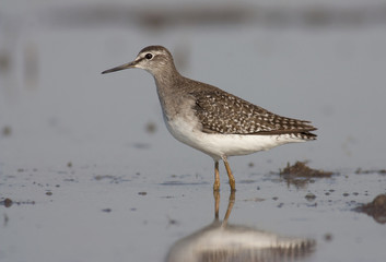 Wood sandpiper
