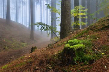 mossy stump in misty forest