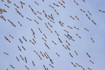 White Pelicans (Pelecanus onocrotalus)
