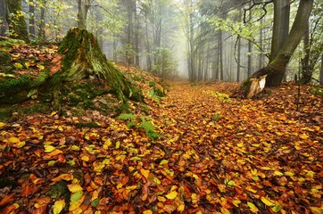 A lonely road in the forest 