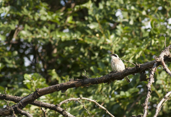Lesser Grey Shrike (Lanius minor)