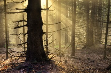 morning in the spruce forest