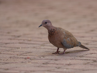 Laughing Dove (Spilopelia senegalensis)