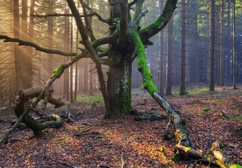 old beech