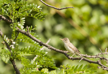 Eastern Olivaceous Warbler (Hippolais pallida)