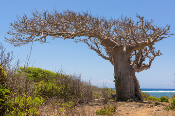 Big baobab tree surrounded by African Savannah 