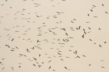 Flock of White Storks