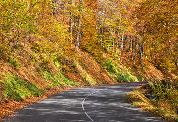 Autumn Road