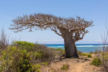 Fototapete Baobab Großer Baobab-Baum, umgeben von afrikanischer Savanne