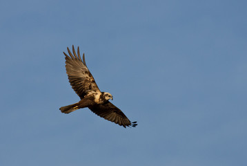 Marsh harrier (Circus aeruginosus)