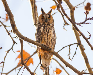 Long-eared Owl (Asio otus)