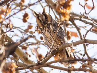 Long-eared Owl (Asio otus)