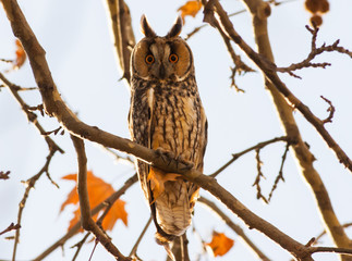Long-eared Owl (Asio otus)