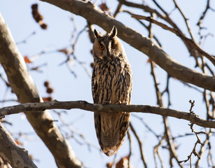 Long-eared Owl (Asio otus)