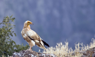 Egyptian Vulture (Neophron percnopterus)