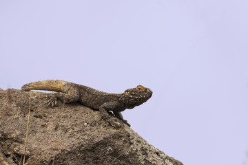 Agama on stone