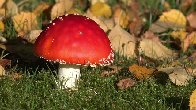 Fliegenpilz im Herbst