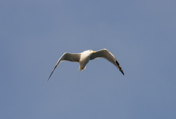 Yellow-legged Gull