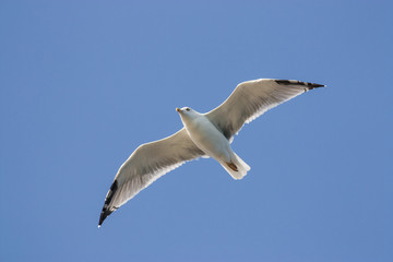 Yellow-legged Gull