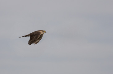 Flying hawk