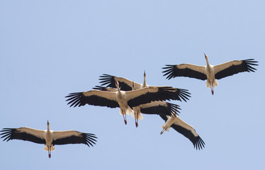 Migrating White Storks