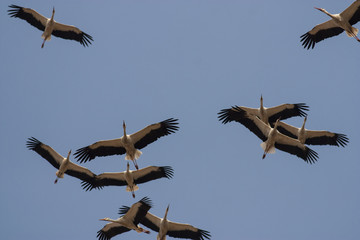 Migrating White Storks