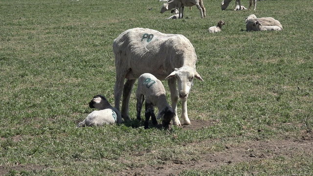 Sheep herd ewe and lambs farm field HD 030
