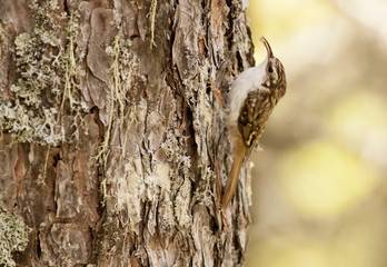 Eurasian Treecreeper (Certhia familiaris)