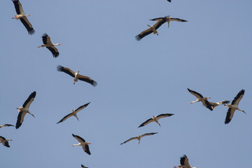 Migrating White Storks