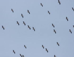 Migrating White Storks