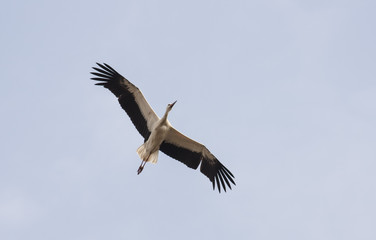 Migrating White Stork