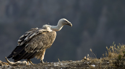 Griffon vulture