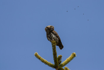 Pygmy owl