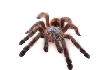 Avicularia Versicolor, Tarantula, Isolated