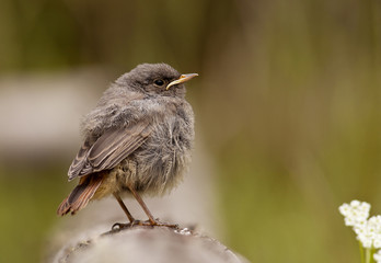 Black Redstart