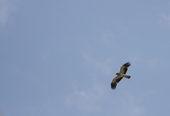 Booted Eagle (Aquila pennata)