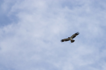 Booted Eagle (Aquila pennata)