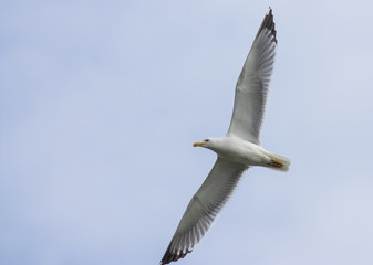 Yellow-legged Gull