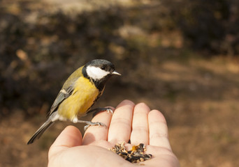 Great Tit perch on hand with food