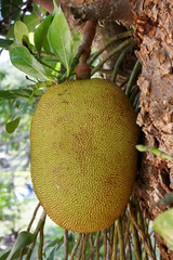 jackfruit in the tree close-up Photography