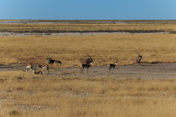 Fototapeta na wymiar Group gemsbok or gemsbuck oryx and impala