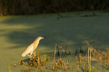 Squacco Heron (Ardeola ralloides)